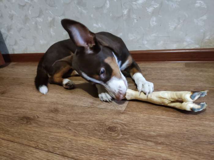 Фотография покупателя товара Лакомство Titbit "Нога баранья большая" для собак, 100 г - Фото 2