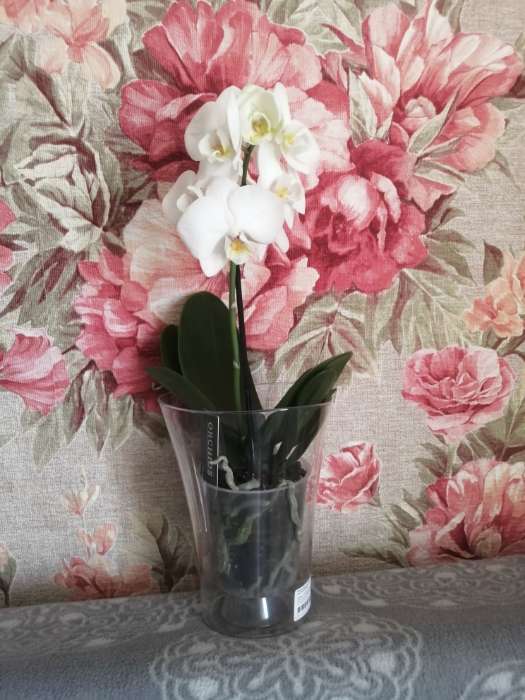 Фотография покупателя товара Кашпо для орхидей «Волна орхидейная», 1,3 л, цвет красный - Фото 1
