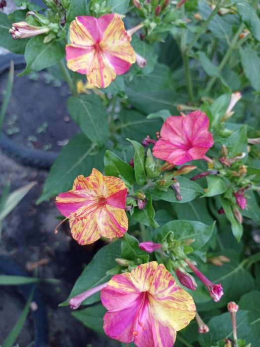 Фотография покупателя товара Семена цветов Мирабилис смесь окрасок, О, 0,5 г - Фото 7