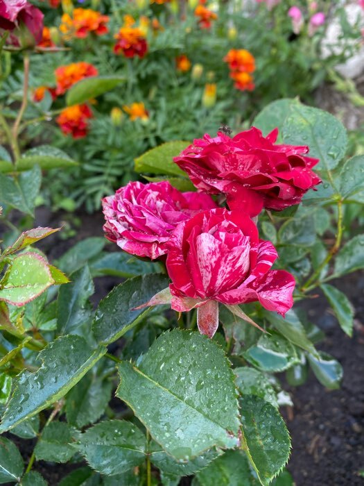 Фотография покупателя товара Саженец розы Папл Тайджер, Весна 2024, 1 шт. - Фото 5