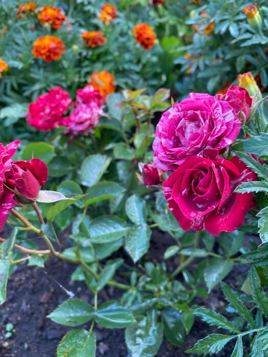 Фотография покупателя товара Саженец розы Папл Тайджер, Весна 2024, 1 шт. - Фото 4