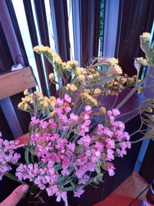 Фотография покупателя товара Семена цветов Статица Мечта флориста, смесь, О, 0,1 г - Фото 16