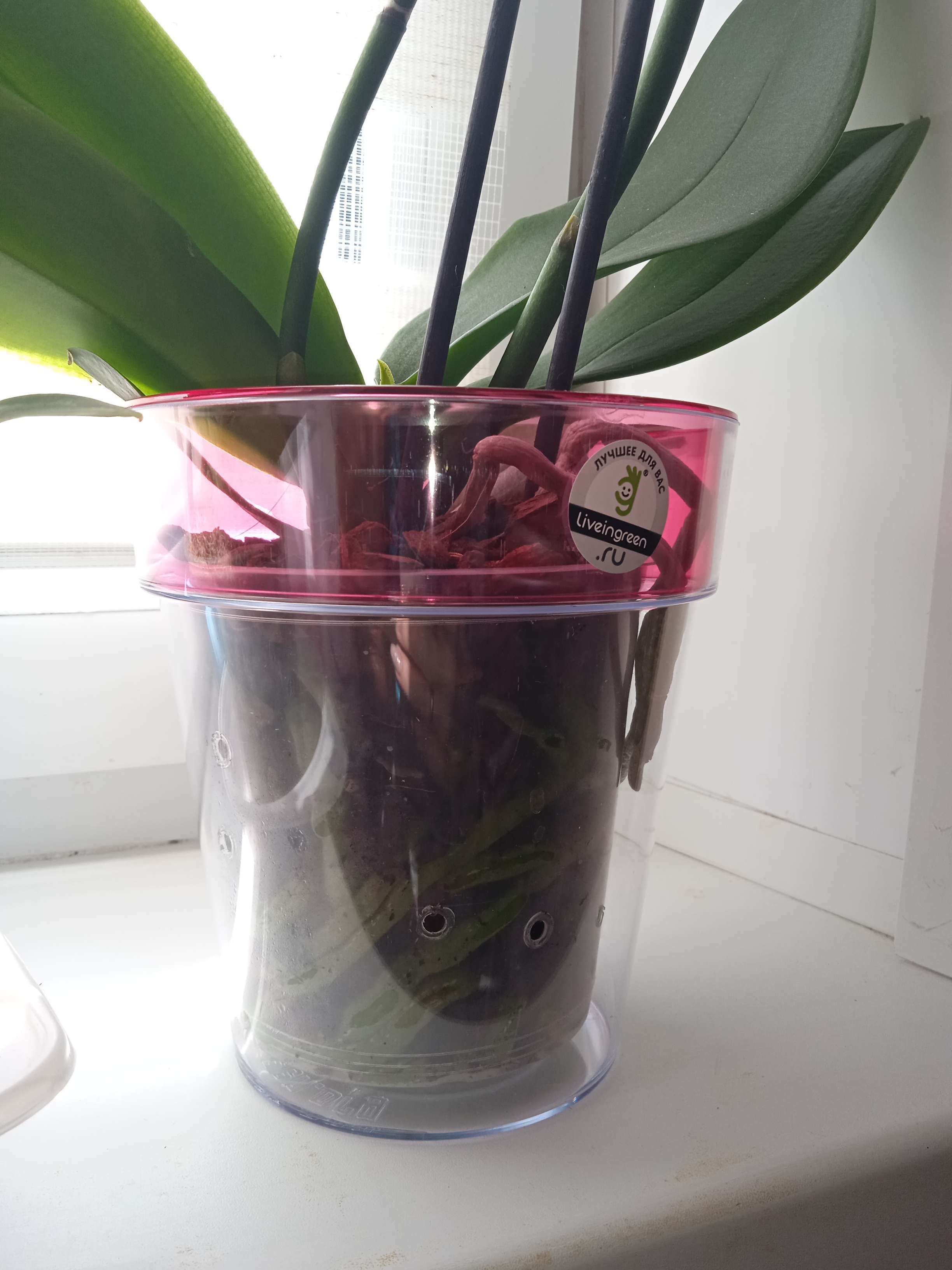 Фотография покупателя товара Кашпо для орхидей «Протея», цвет дымка-прозрачный - Фото 1