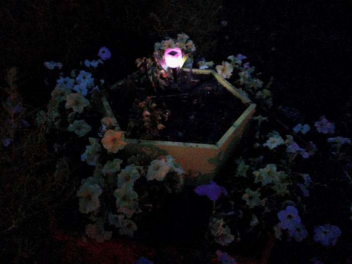 Фотография покупателя товара Садовый светильник на солнечной батарее «Тюльпан розовый», 4.5 × 29 × 4.5 см, 1 LED, свечение белое - Фото 1