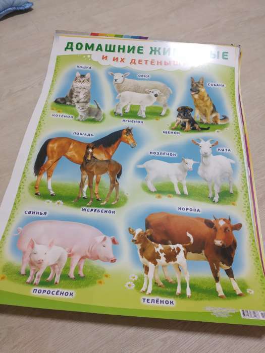 Фотография покупателя товара Плакат "Домашние животные и их детёныши" А2