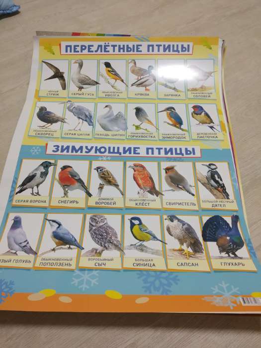 Фотография покупателя товара Плакат "Зимующие и перелётные птицы" А2