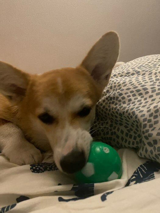 Фотография покупателя товара Игрушка пищащая "Мяч Футбол" для собак, 6,2 см, зелёная - Фото 1
