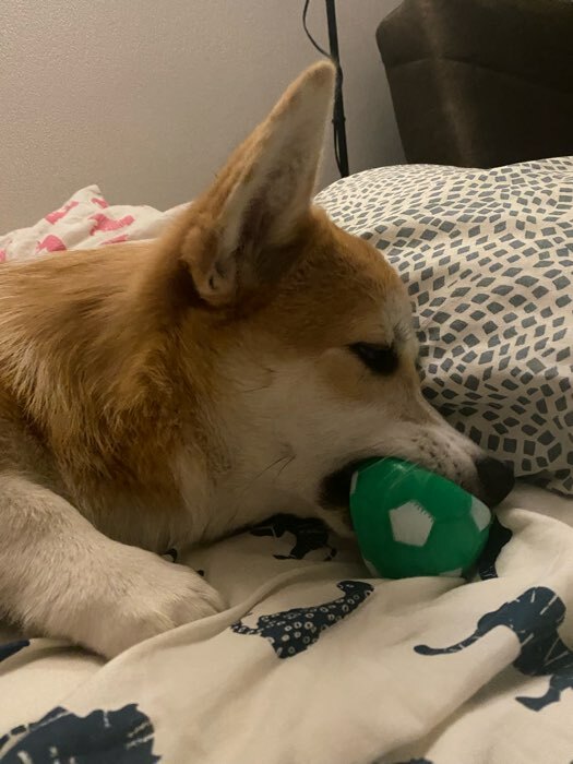 Фотография покупателя товара Игрушка пищащая "Мяч Футбол" для собак, 6,2 см, зелёная - Фото 2
