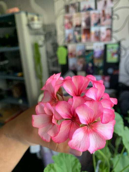 Фотография покупателя товара Семена цветов Пеларгония "Дансер Тауэр", смесь окрасок, F2, 5 шт. - Фото 6