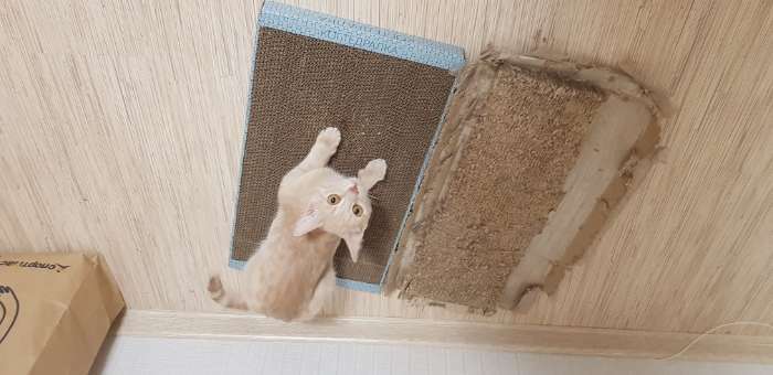 Фотография покупателя товара Домашняя когтеточка-лежанка для кошек, 56 × 30 см - Фото 7