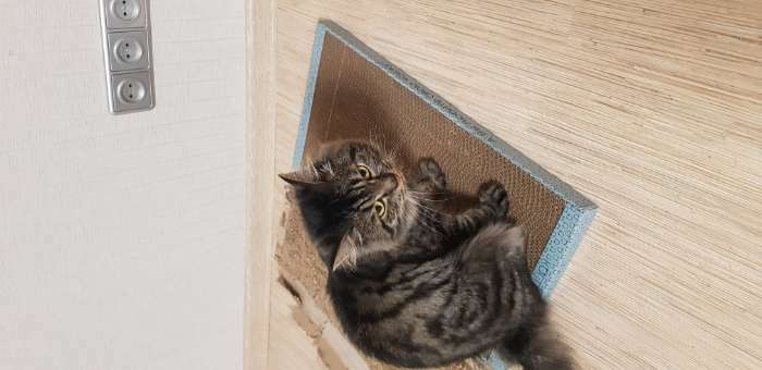 Фотография покупателя товара Домашняя когтеточка-лежанка для кошек, 56 × 30 см - Фото 6