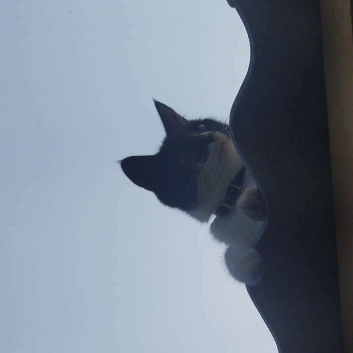 Фотография покупателя товара Ошейник с подвесом «Созвездие кошки» 31x1 см, чёрный - Фото 5