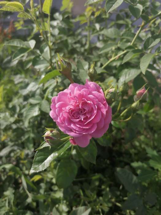 Фотография покупателя товара Саженец розы Дип Перпл, Весна 2024, 1 шт. - Фото 14
