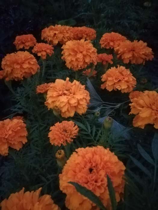 Фотография покупателя товара Семена цветов Бархатцы прямостоячий низкорослый золотисто-оранжевый, О, 0,1 г - Фото 1