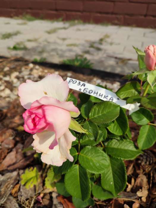 Фотография покупателя товара Саженец розы Боника, Весна 2023, 1 шт.