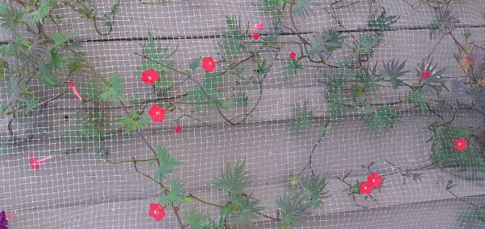 Фотография покупателя товара Семена цветов Квамоклит "Рубиновый ковер", перистый, Сем. Алт, ц/п, 0,2 г - Фото 2