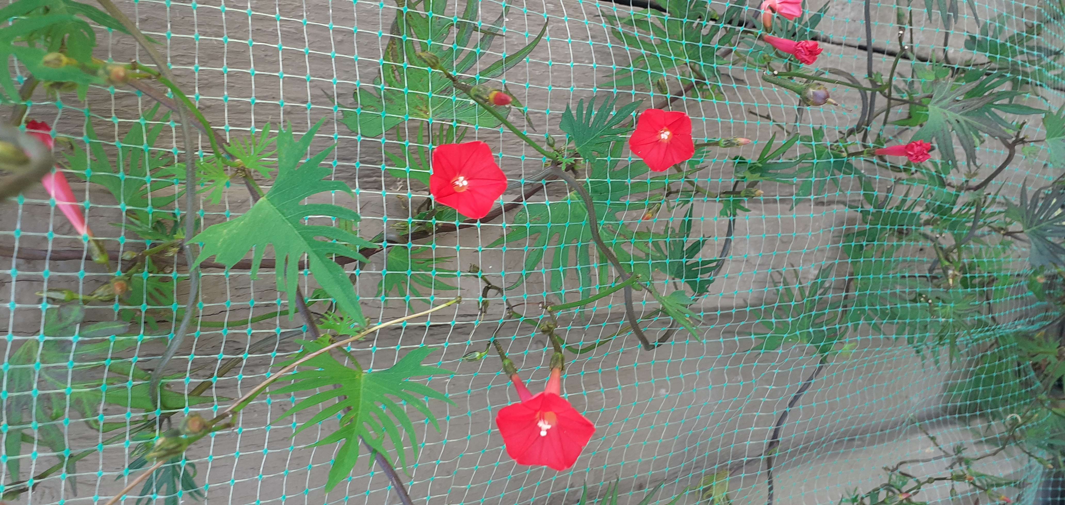 Фотография покупателя товара Семена цветов Квамоклит "Рубиновый ковер", перистый, Сем. Алт, ц/п, 0,2 г - Фото 1