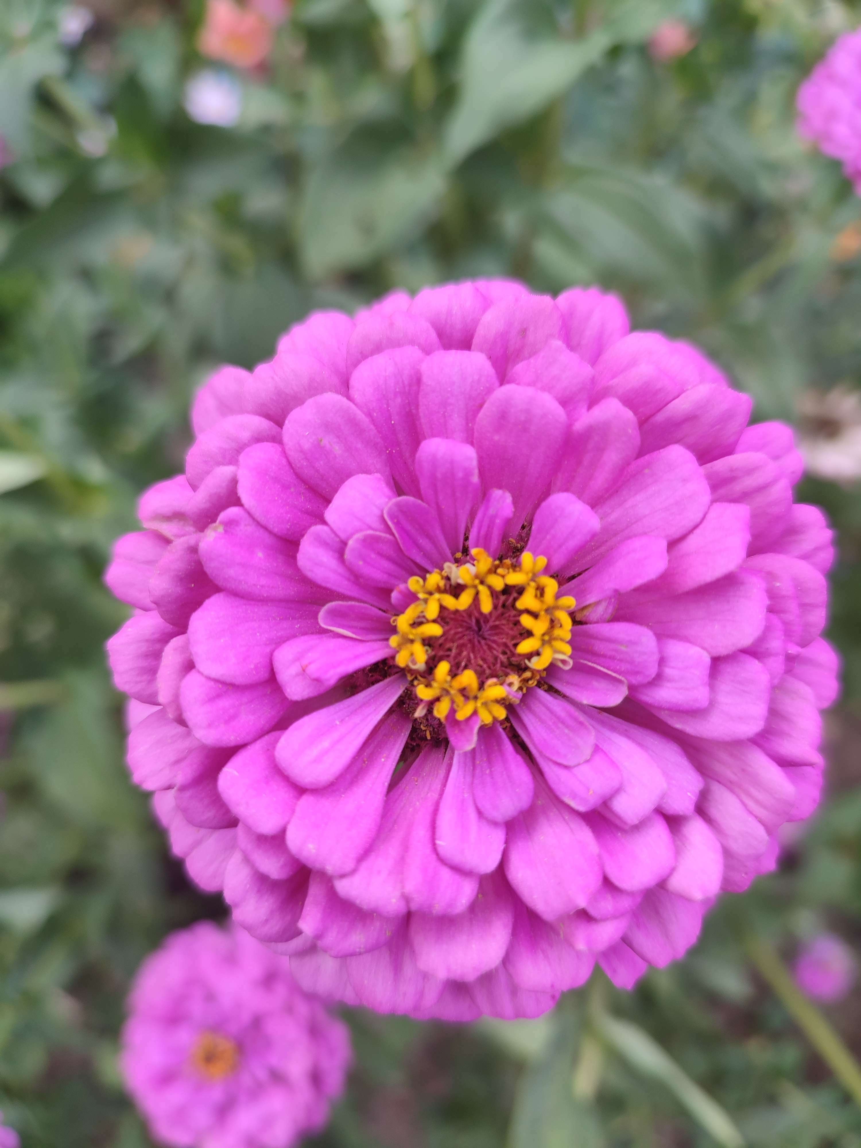 Фотография покупателя товара Семена цветов Цинния "Фиолетовая Королева" георгиноцветковая, О, 0,3 г. - Фото 6