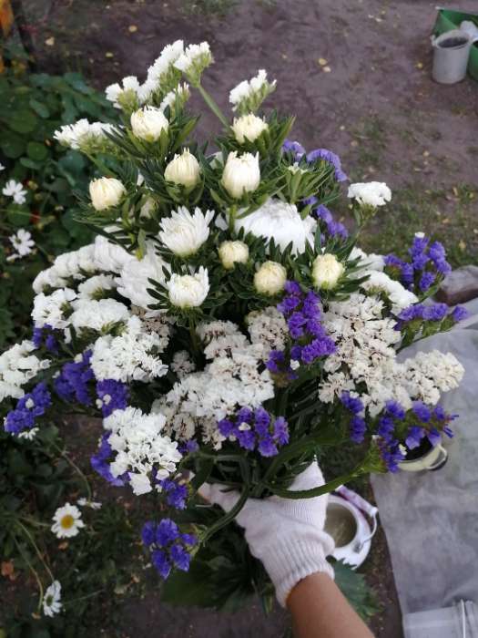 Фотография покупателя товара Семена цветов Астра "Версаль" пионовидная, О, 0,2 г - Фото 1