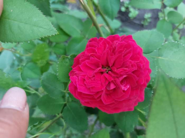 Фотография покупателя товара Саженец розы Блек Баккара, 1шт, Весна 2022 - Фото 14