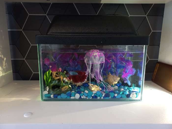 Фотография покупателя товара Декор для аквариума "Медуза" силиконовая, флуоресцентная, 5 х 5 х 15 см, фиолетовая - Фото 6