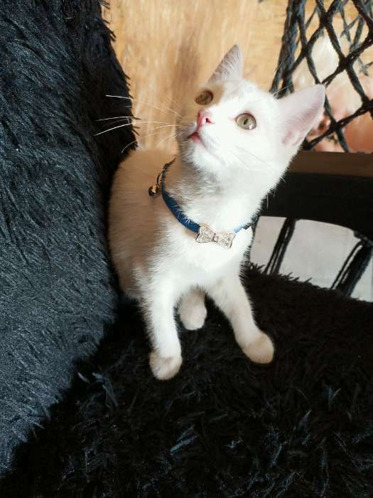 Фотография покупателя товара Ошейник кошачий "Бантик" со стразами, 30 х 1 см, синий