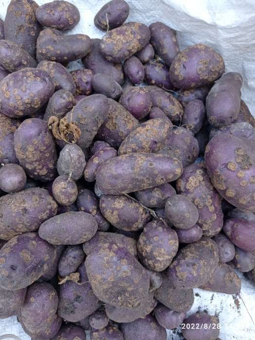 Фотография покупателя товара Семенной картофель "Василек" 2 кг Супер Элита, р/р 28/55 - Фото 3