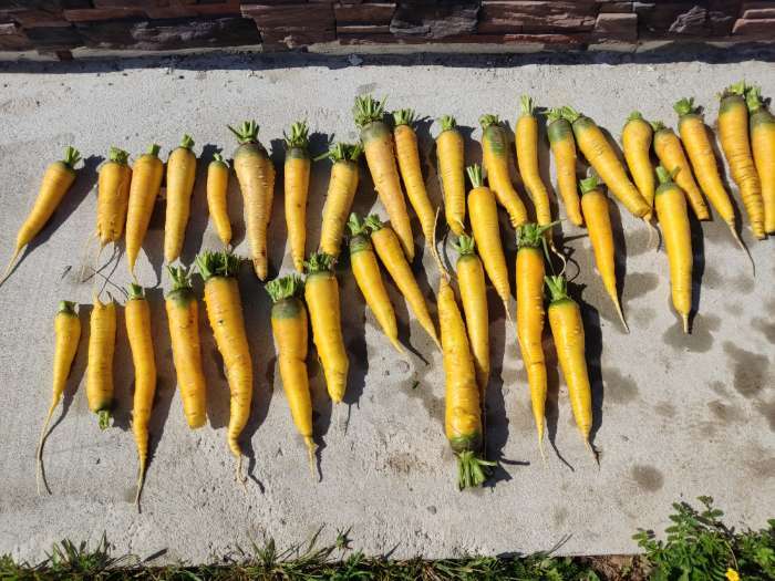 Фотография покупателя товара Семена Морковь "Золотистый Плов", 0,1 г - Фото 1