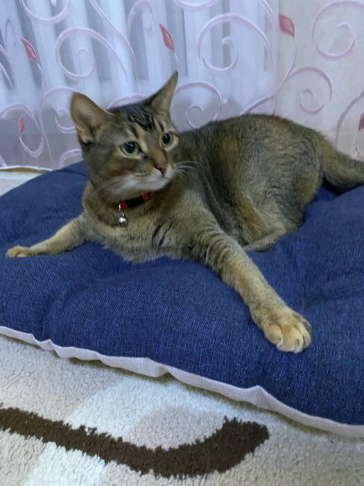 Фотография покупателя товара Ошейник кошачий "Бантик" со стразами, 30 х 1 см, оранжевый - Фото 1
