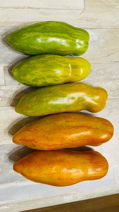 Фотография покупателя товара Семена Томат "Перцевидный" полосатый, средний, 0,1 г - Фото 2