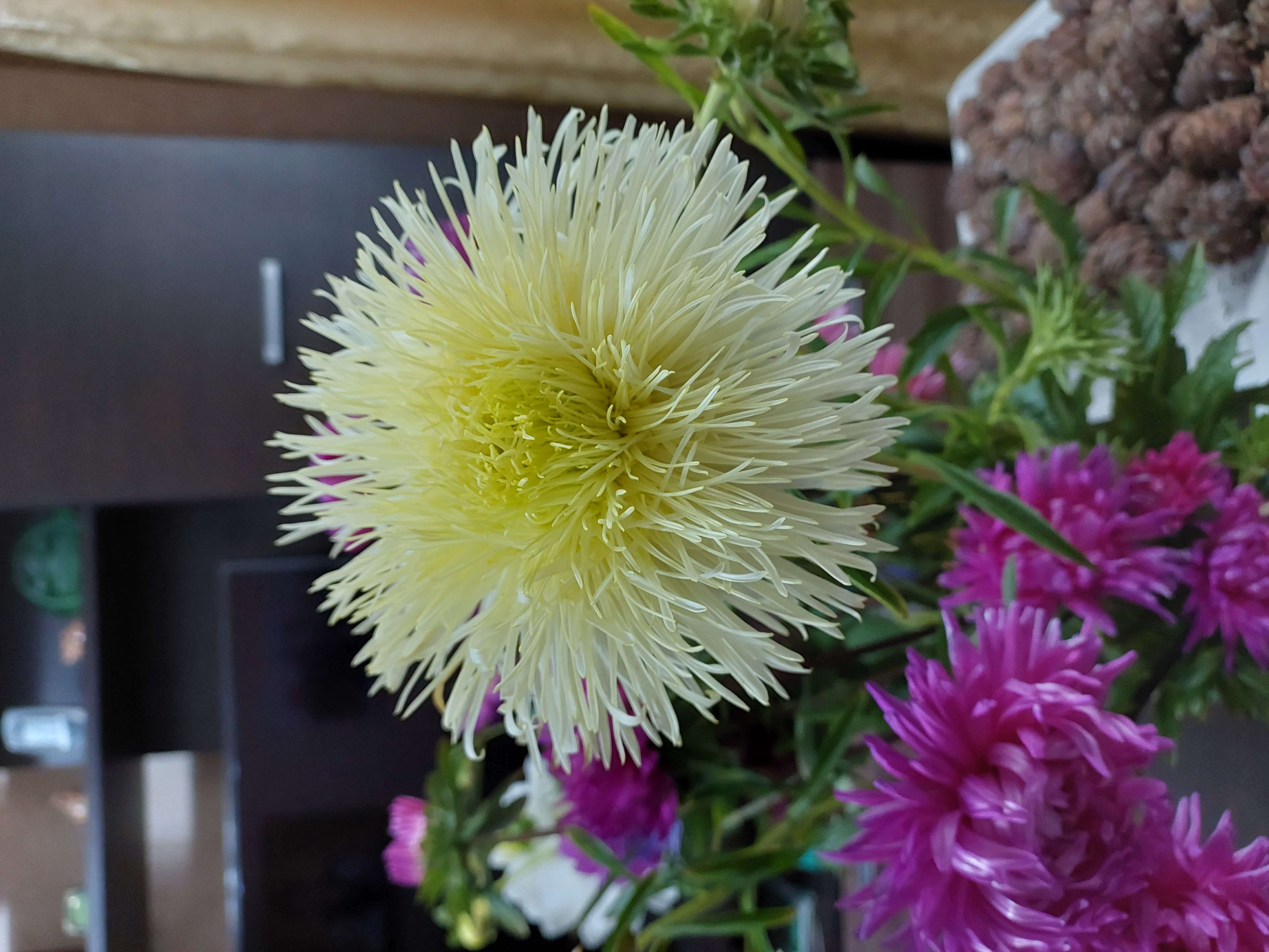 Фотография покупателя товара Семена цветов Астра пионовидная, смесь, 0.2 г - Фото 1