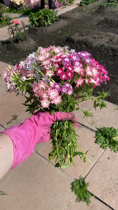 Фотография покупателя товара Семена  цветов Флокс "Звездный дождь", смесь окрасок, О, 0,2 г - Фото 3