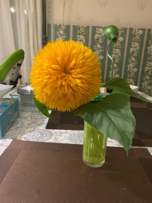 Фотография покупателя товара Семена цветов подсолнечник однолетний декоративный "Дабл Делайт" F1, 10 шт.