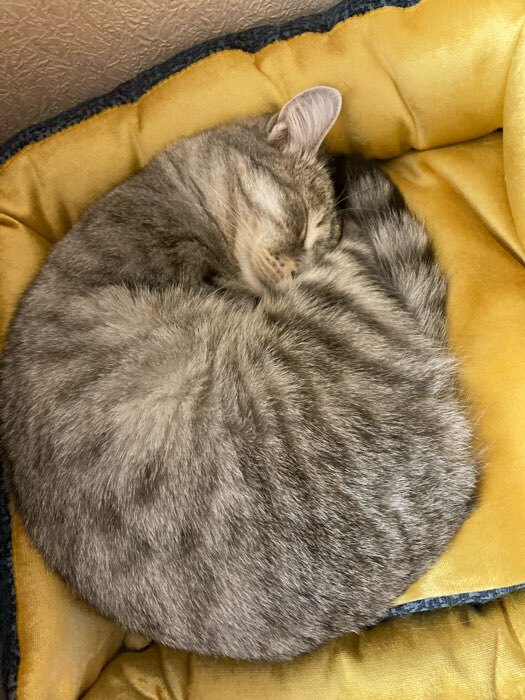 Фотография покупателя товара Лежанка-диван с двусторонней подушкой, 45 х 35 х 11 см, микс цветов - Фото 13