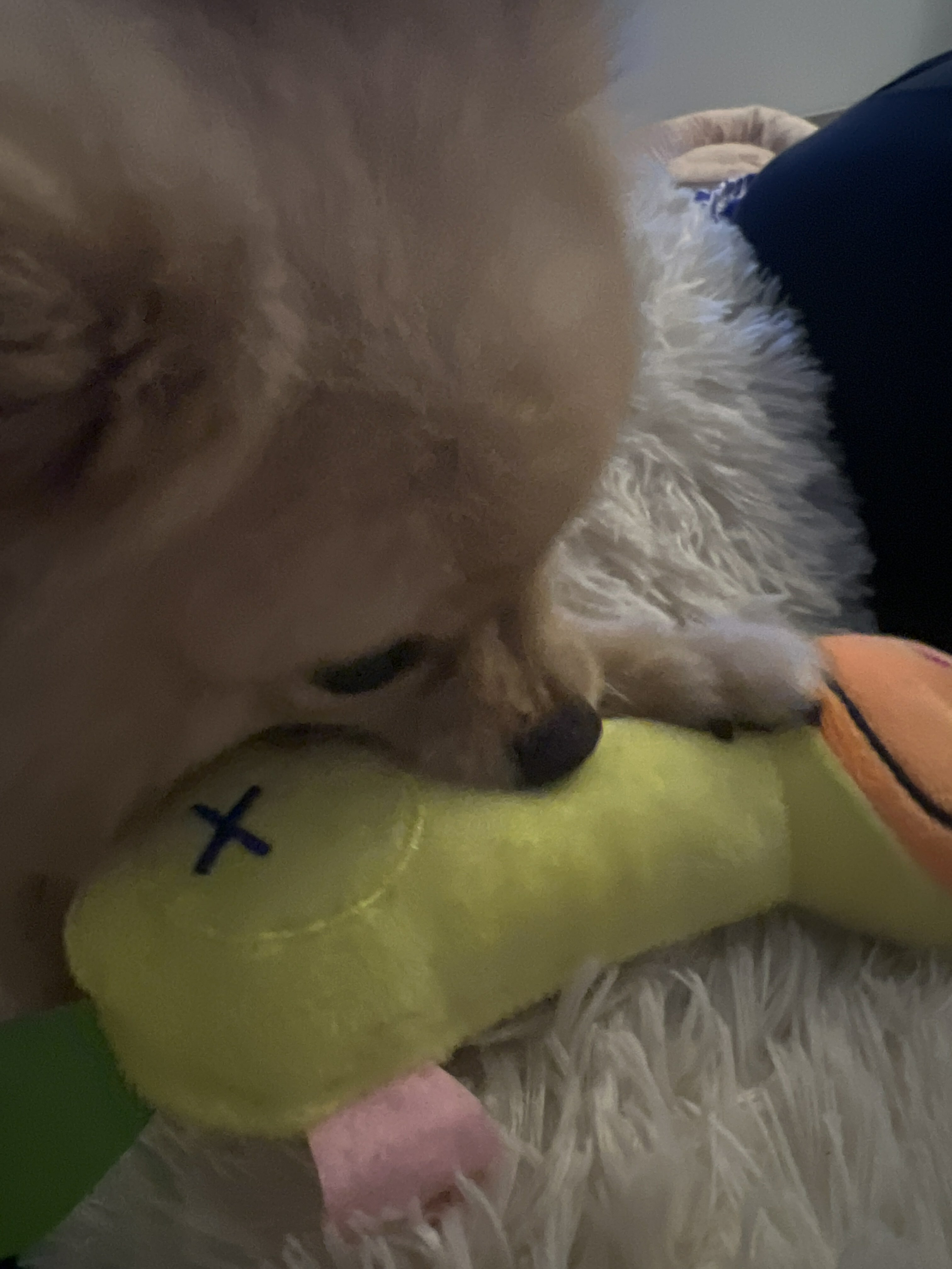 Фотография покупателя товара Мягкая игрушка для собак «Жираф», 24 см, жёлтая - Фото 1