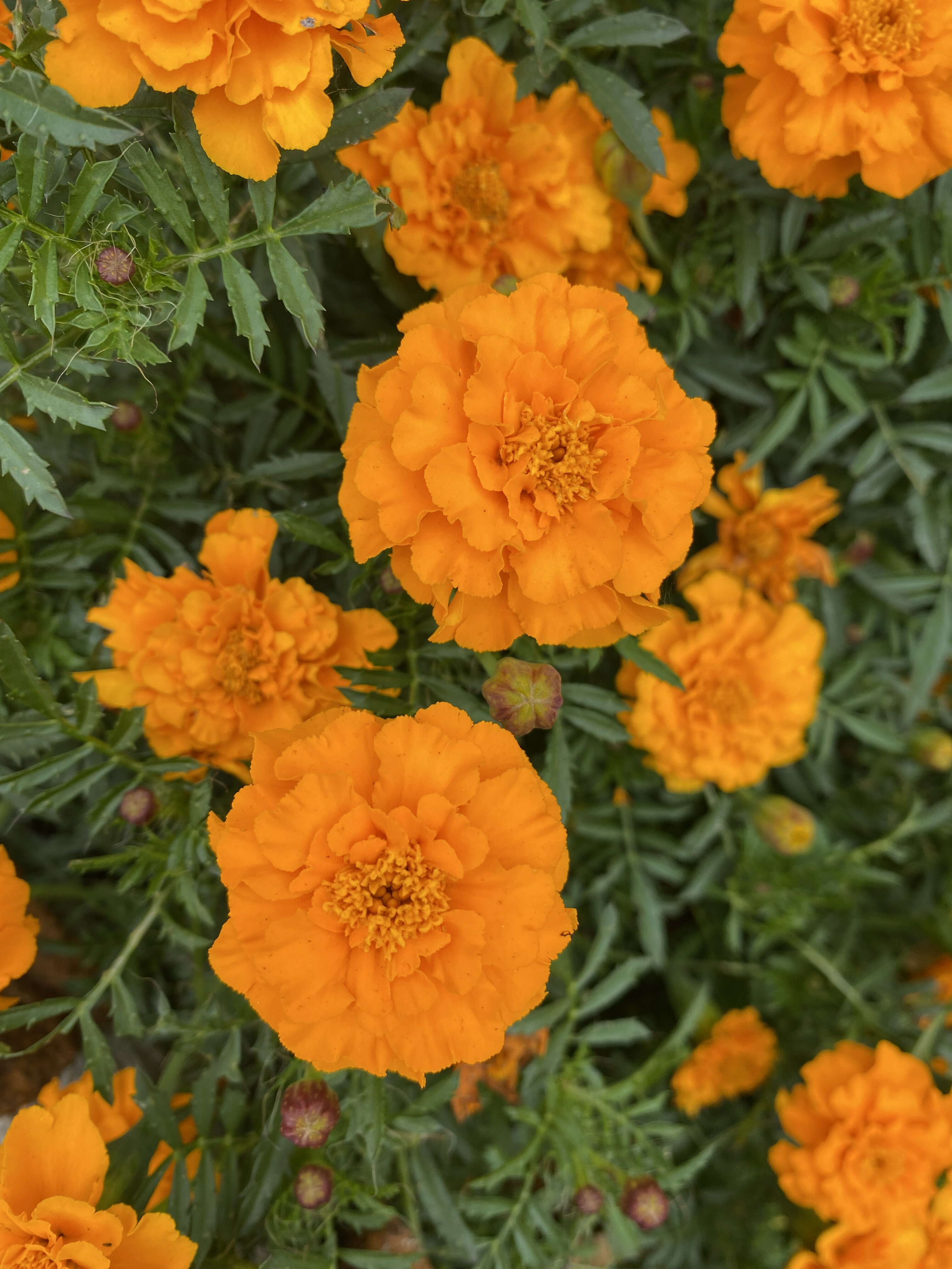 Фотография покупателя товара Семена цветов бархатцы Апельсиновый джем, низкорослые О, 0,3г - Фото 4