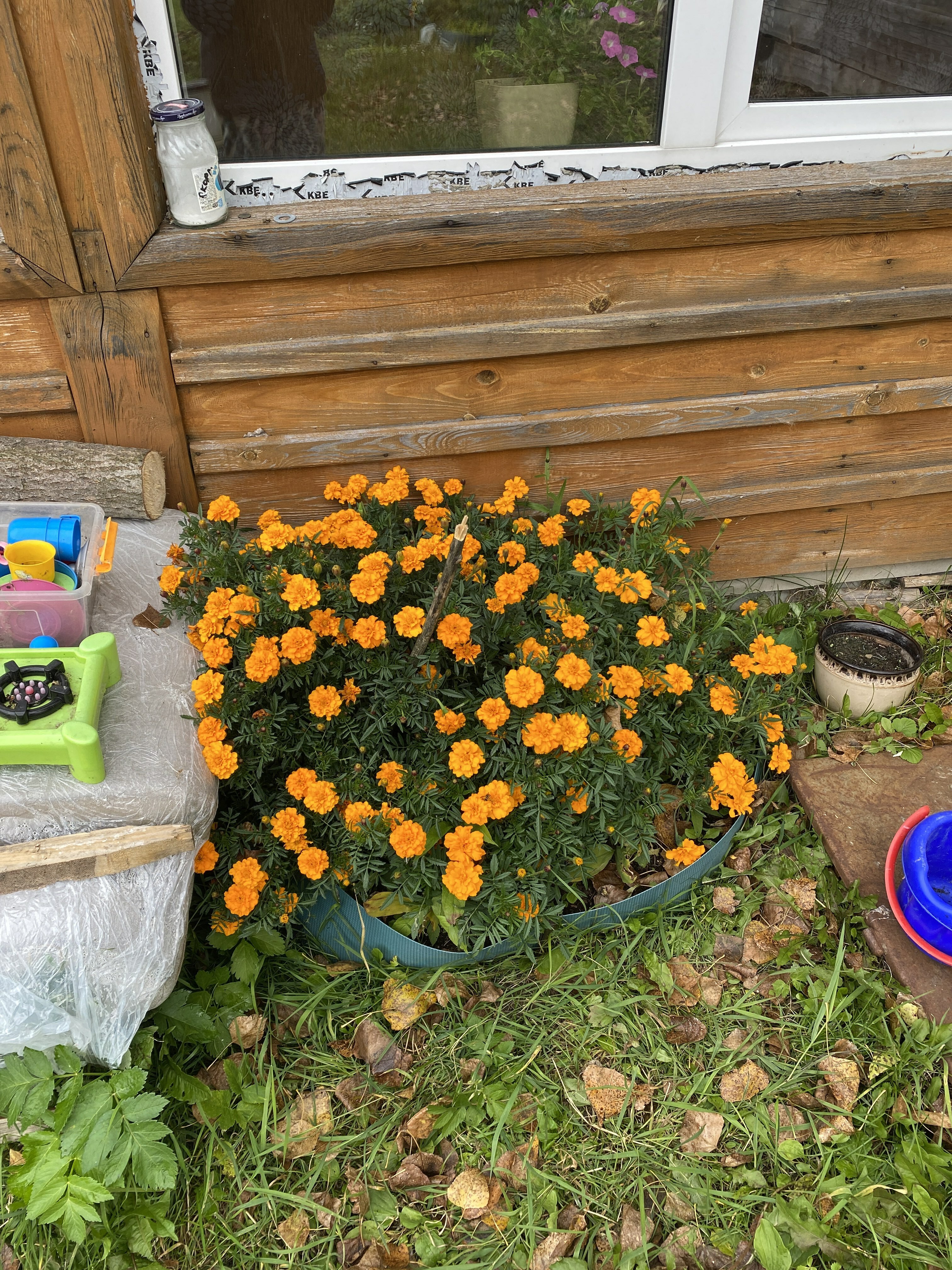 Фотография покупателя товара Семена цветов бархатцы Апельсиновый джем, низкорослые О, 0,3г - Фото 2