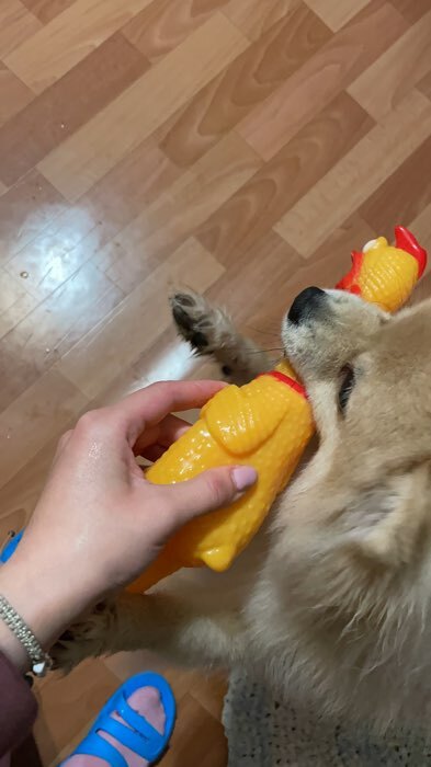 Фотография покупателя товара Игрушка пищащая "Задумчивая курица" для собак, 28 см, жёлтая - Фото 47