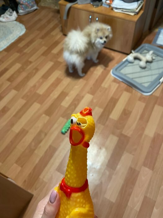 Фотография покупателя товара Игрушка пищащая "Задумчивая курица" для собак, 28 см, жёлтая - Фото 46