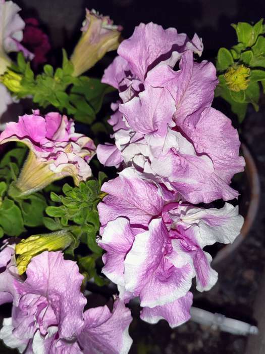 Фотография покупателя товара Семена цветов Петуния "Ниагара Орхид" F1, махровая,  О, 10шт