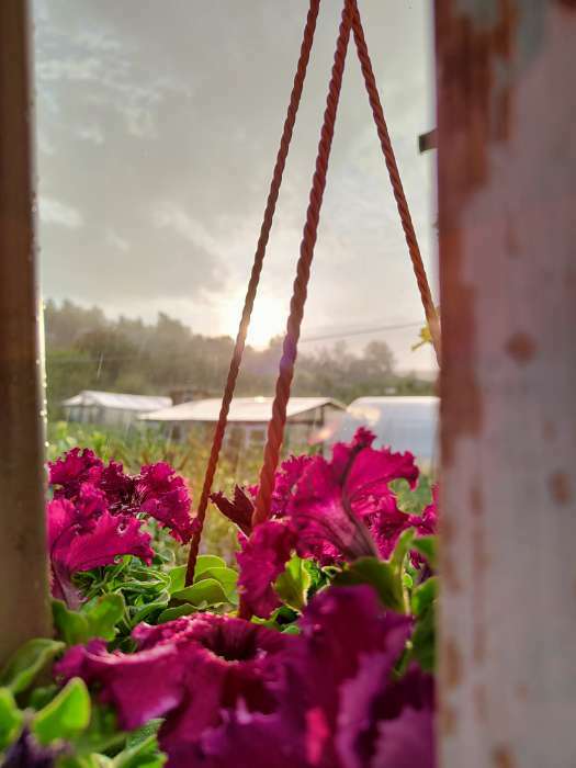 Фотография покупателя товара Семена цветов Фриллитуния вишневая, петуния F1, однолетник, 8 шт - Фото 7
