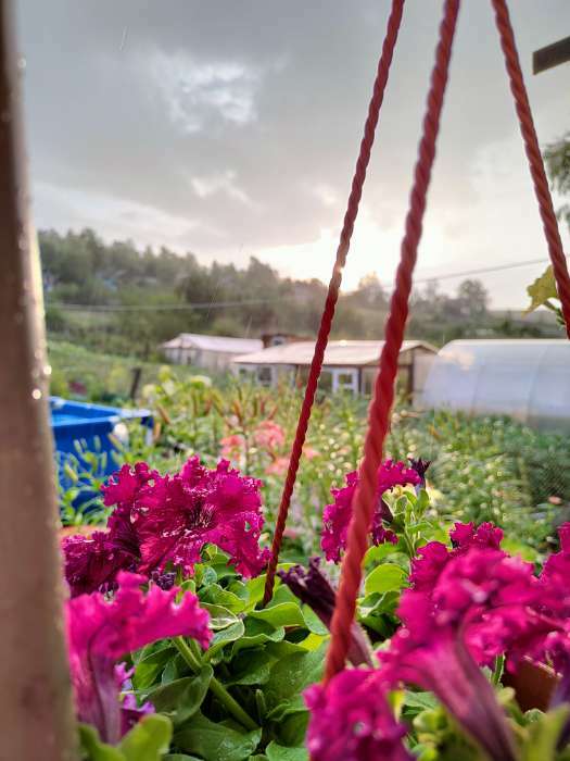 Фотография покупателя товара Семена цветов Фриллитуния вишневая, петуния F1, однолетник, 8 шт - Фото 6
