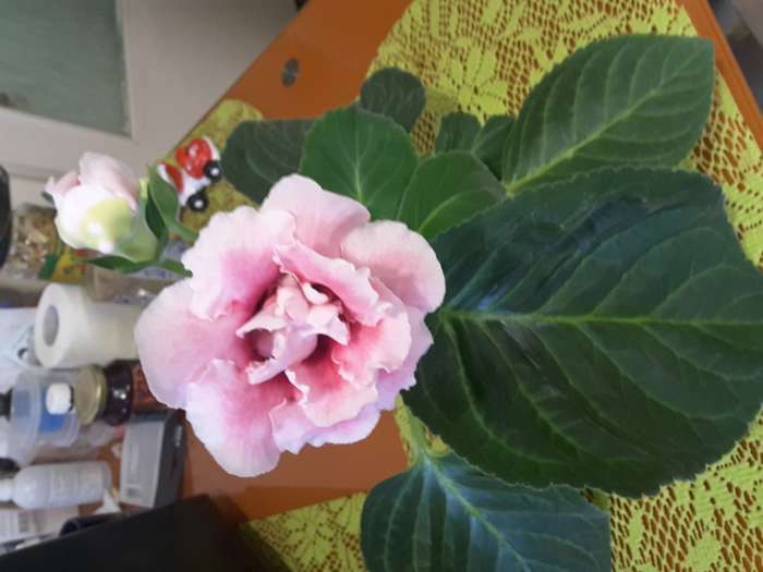 Фотография покупателя товара Семена цветов Глоксиния "Брокэйд", F1, 5 шт.