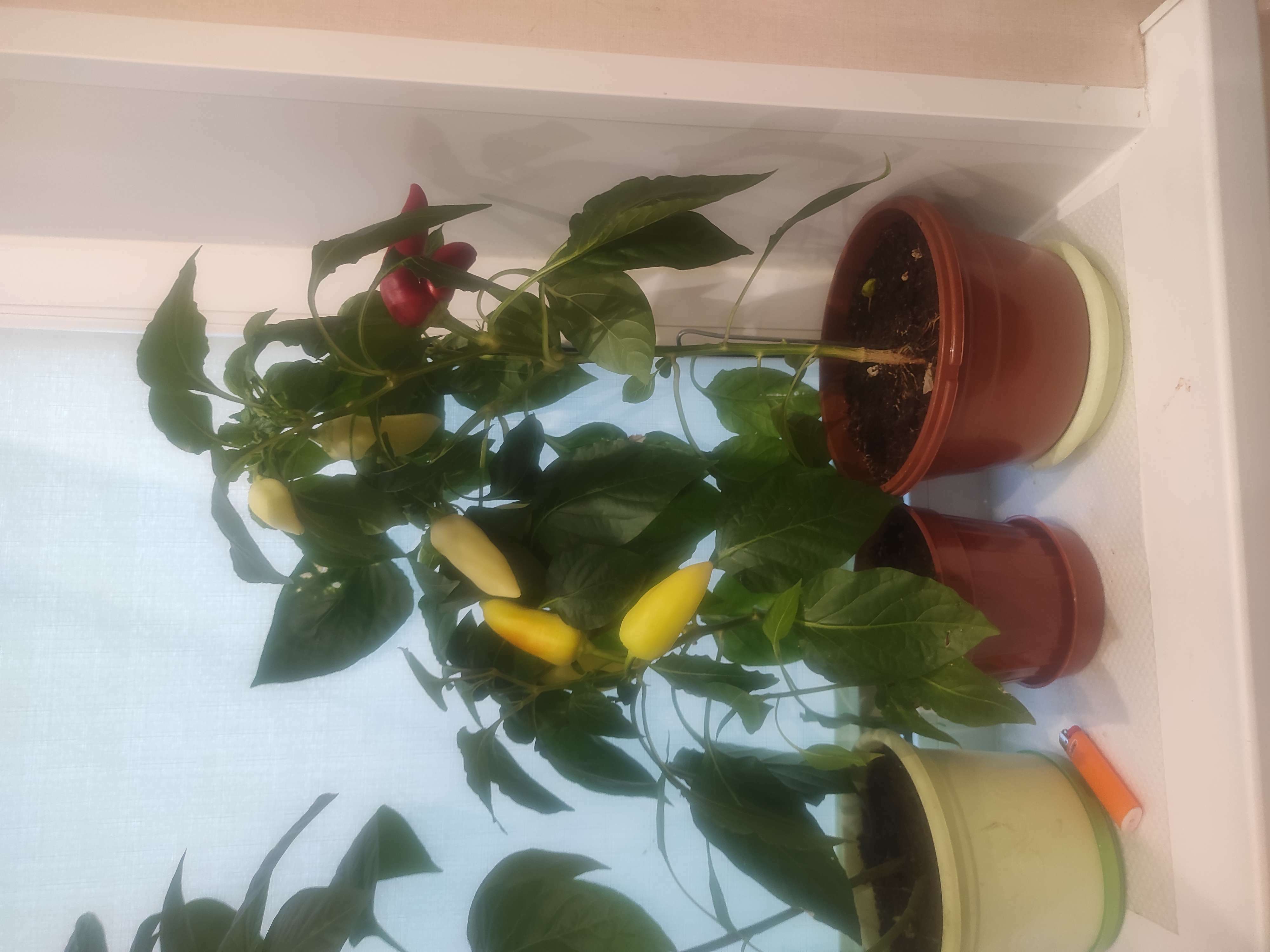 Фотография покупателя товара Семена Перец сладкий "Болгарский букет", 15 шт - Фото 1