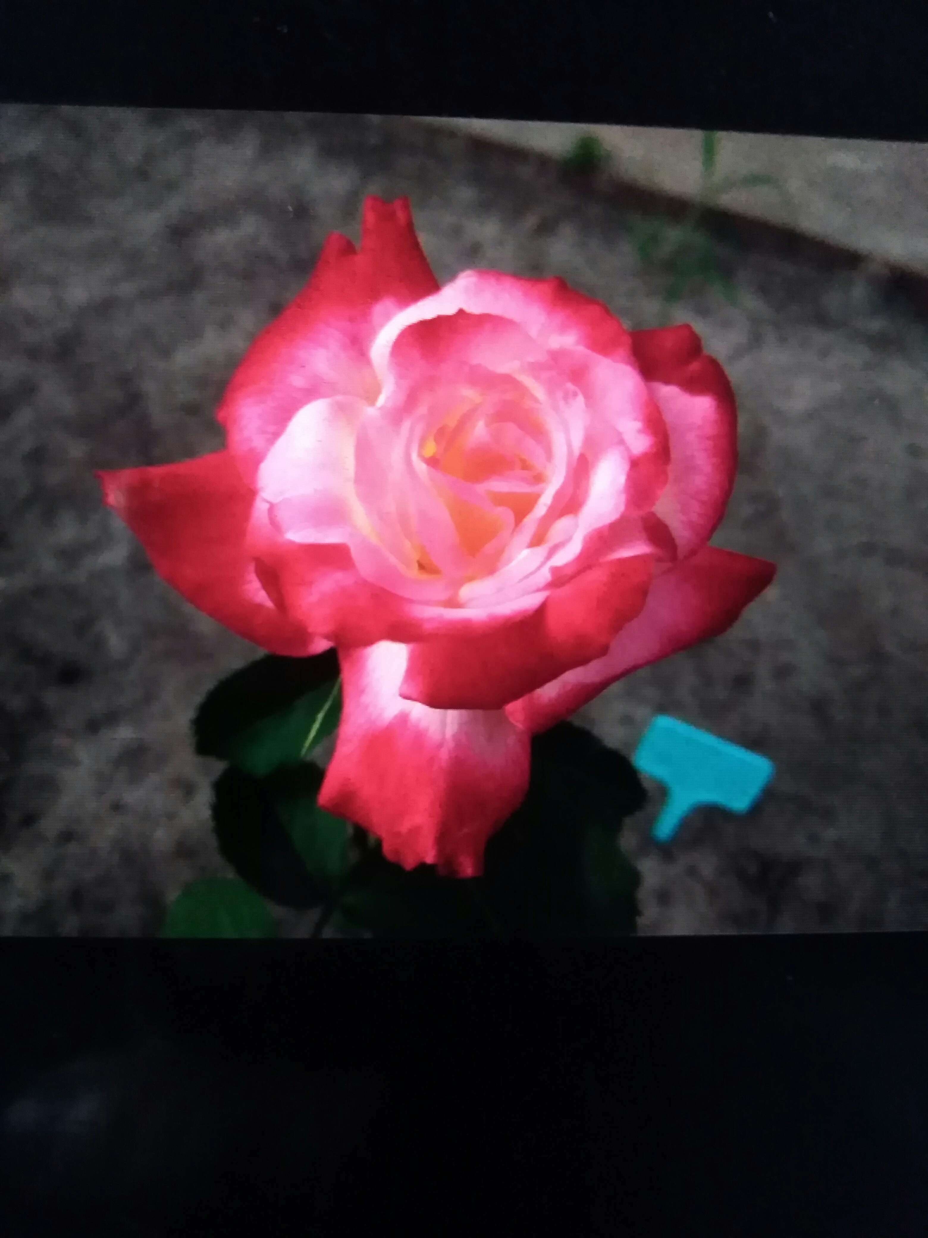 Фотография покупателя товара Саженец розы "Дабл делайт" 1 шт - Фото 3