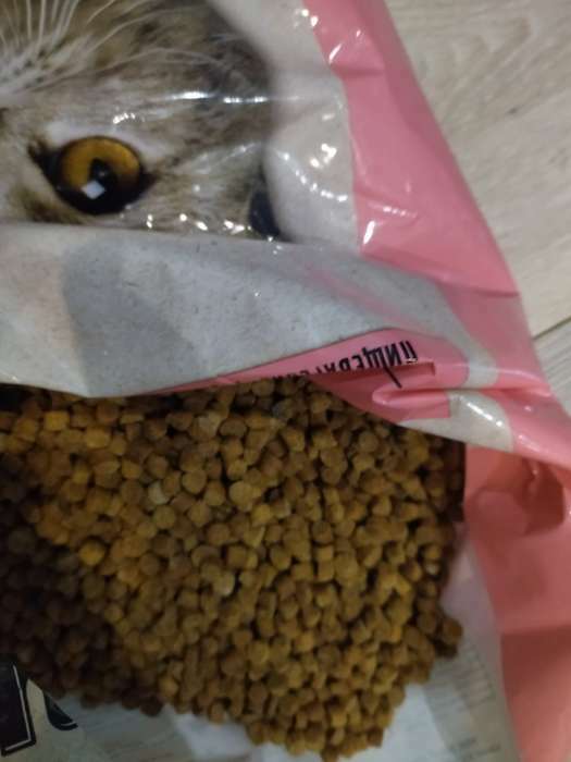 Фотография покупателя товара Сухой корм Chammy для кошек, говядина, 1,9 кг