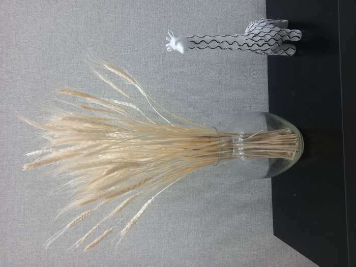 Фотография покупателя товара Сухой колос пшеницы, набор 50 шт., цвет жёлтый - Фото 6