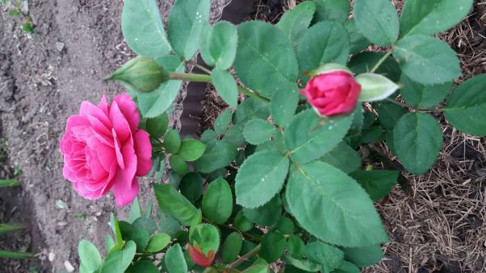 Фотография покупателя товара Саженец розы Фиолетовая мечта Весна 2024, 1 шт.