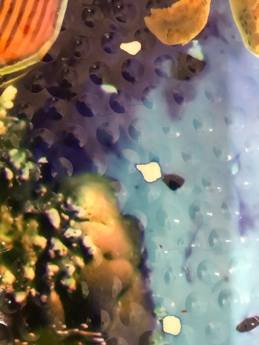 Фотография покупателя товара Коврик противоскользящий СПА в ванну на присосках Доляна «Морское дно», 38×68 см