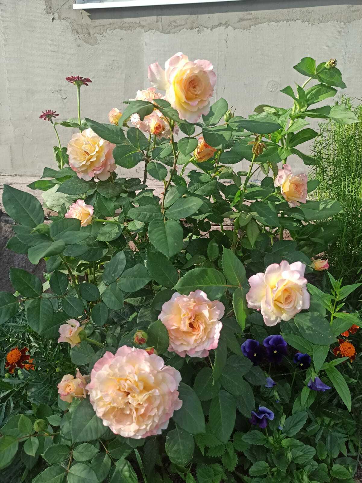 Фотография покупателя товара Саженец розы Аппалачи Весна 2024, 1 шт.